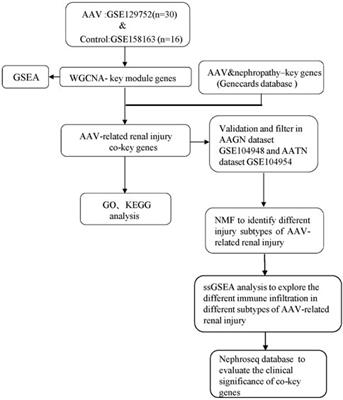 Identification of new immune subtypes of renal injury associated with anti-neutrophil cytoplasmic antibody–associated vasculitis based on integrated bioinformatics analysis